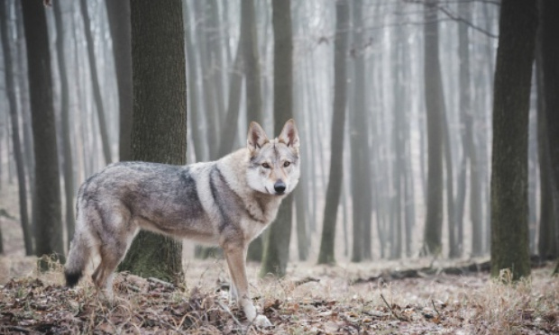 Pour la réintroduction du loup (Canis lupus) dans le bois de La Cambre et la forêt de Soignes.