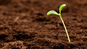 Illégalité de la pousse, de la reproduction et de la vente des semences de végétaux qui n’ont pas été testées et approuvées par une nouvelle autorité, l’Agence européenne des variétés végétales.