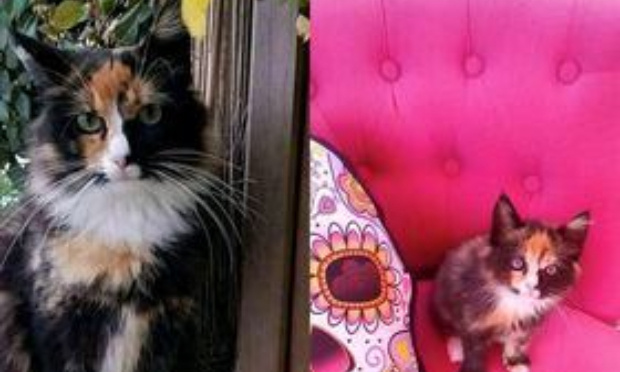 Stop au massacre des chats dus aux chiens en divagation à Alba Serena