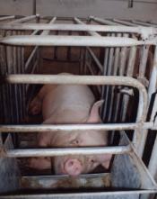 Halte au projet de porcherie aux Bouys à Chirat l'église, Allier en Auvergne