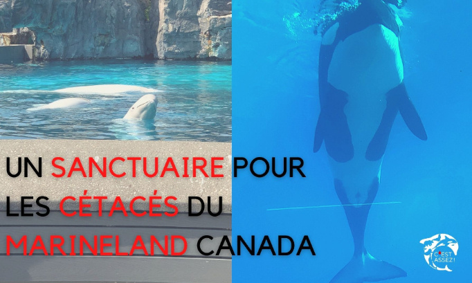 UN SANCTUAIRE POUR KISKA ET SES COMPAGNONS D'INFORTUNE DU MARINELAND CANADA !