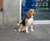 Rennes : plus d'espaces de liberté pour nos chiens !