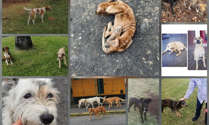 Rencontre entre le maire du Port et des représentants de la protection animale