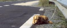 Stopper l'abandon des animaux