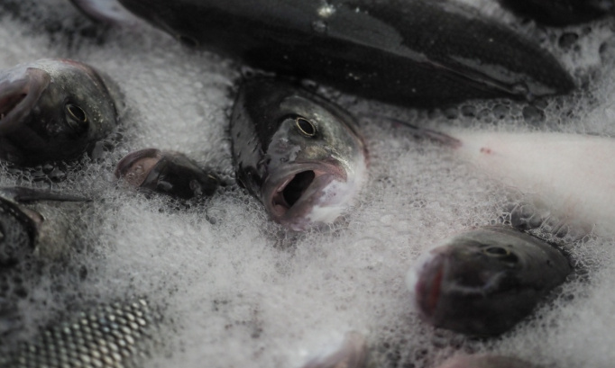 POUR QUE LES LABELS INTÈGRENT LE BIEN-ÊTRE DES POISSONS