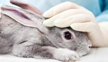 Étiquetage obligatoire pour les produits du commerce non testés sur des animaux