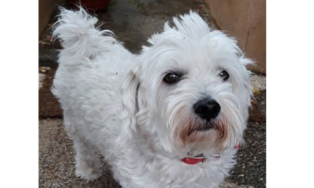 Justice pour Charly, tué aux pieds de son maître et traîné sur plusieurs mètres