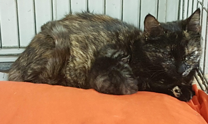 Destitution de l'ASDA de Montélimar