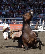 NON à la séquence de Rodéo diffusée dans la publicité GEMO