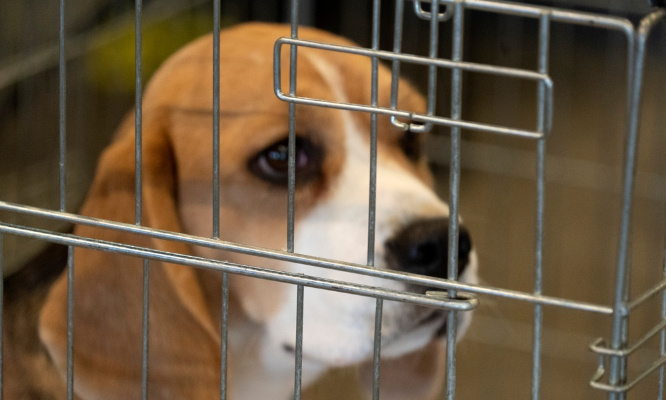 Expérimentation animale : pour que la loi soit enfin appliquée !