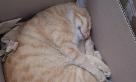 Stop aux chauffards !