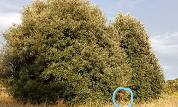 Le 14 Novembre 2020 il sera trop tard : aidez-nous à sauver les arbres et haies de St-Jean