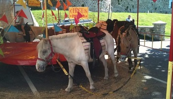 Interdiction des manèges à poneys dans les fêtes foraines en France
