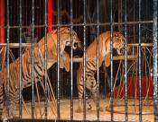 Non, le thème de la foire de Caen 2014 ne sera pas le cirque