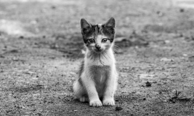Pour la stérilisation des chats du village