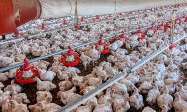 Stoppons l'extension des élevages intensifs de volailles à Rubrouck, dans le Nord