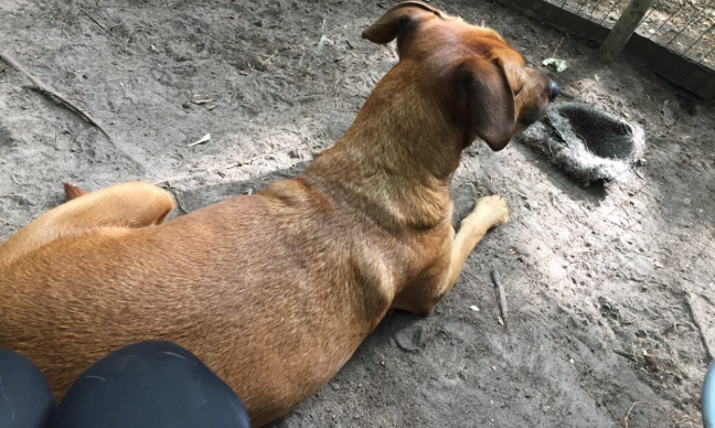 Justice pour Scoubi, tué alors qu’il venait pour une castration