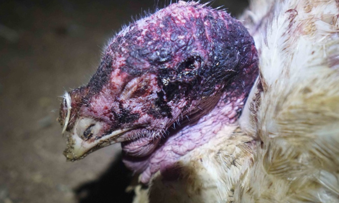 NON à la construction d'un élevage de 46 000 dindes à Bourbourg