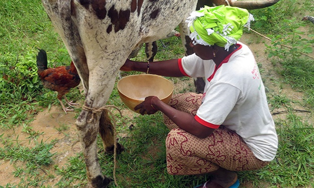 SOUTENONS LES PRODUCTEURS LAITIERS D’AFRIQUE DE L’OUEST