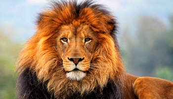 Contre cette tueuse d'animaux