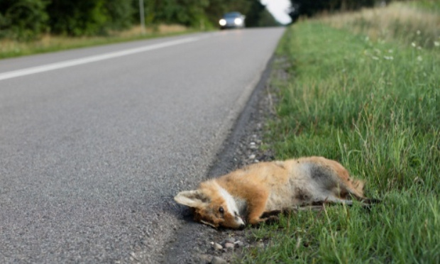 Aménagement de la route pour ne plus écraser d'animaux