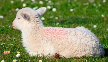 Non à la fourrure !