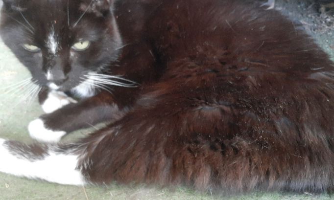 Contre TOUTE CRUAUTES ANIMALES !!!!