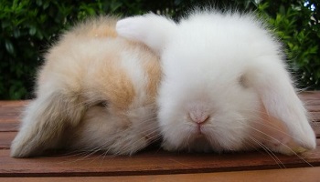 Des lapins torturés, dépecés et épilés vivants pour fabriquer de la laine angora !