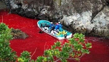 Stop au massacre dans la baie de Taiji