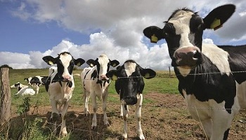 Non aux usines à vaches