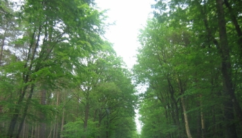 Contre le projet éolien (17 éoliennes) sur la forêt de Lanouée