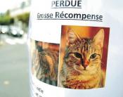 Demande d'ouverture d'une enquête sur la disparition des chats à Livry-Gargan