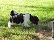 Poodles black and white and black and tan poodles