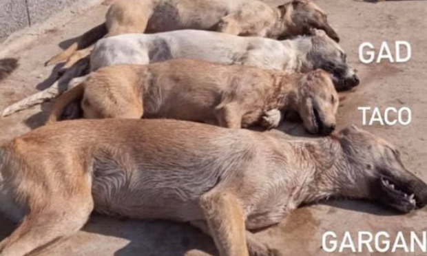Dénonçons le crime commis contre les animaux de l’association Marocco Animal Aid/ Denunce the crime against the animals of the association Morocco Animal Aid