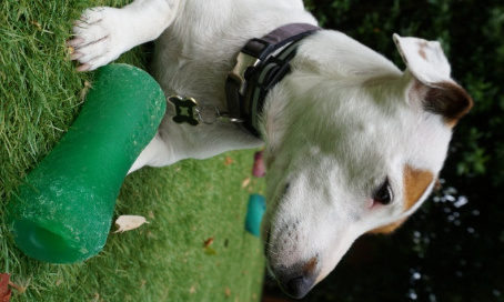 Pour WINCKY et tous les autres animaux victimes d'attaques de chiens incontrôlés