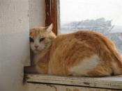 Lettre ouverte à tous les candidats aux élections municipales de France