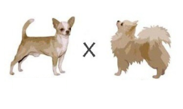 Demande de liberté de mariages poils courts et poils longs pour nos chihuahuas