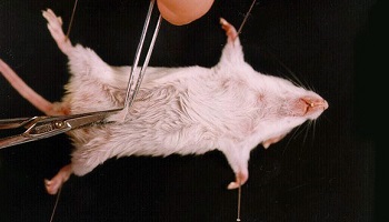 Stop à la dissection à l'école !