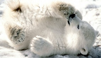 Pour la création et la protection de parcs naturels