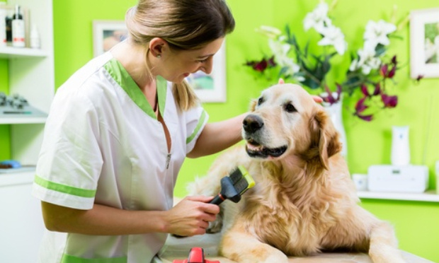 Le toilettage est un service essentiel (Covid-19)