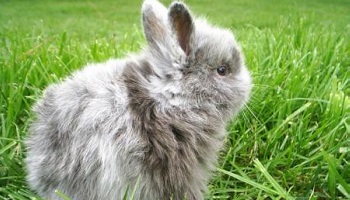 Boycottons la laine angora !