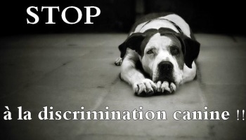 Pour que les animaux de plus de 5 kilos puissent prendre les transports Varlib