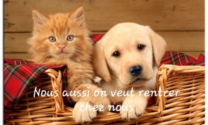 Autorisation de déplacement pour récupérer nos loulous