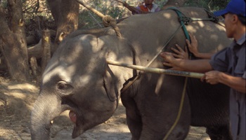 Non à la cérémonie du Phajaan, la torture des éléphants en Thaïlande