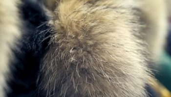 Boycottons la fourrure et demandons une loi pour la protection des animaux en Chine