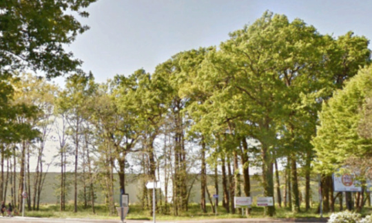 Non à la destruction des arbres