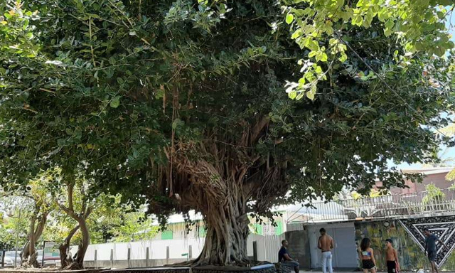 TOUCH PA NOUT PIE D'BWA : non à l'abattage des arbres à l'Etang-Salé-les-Bains