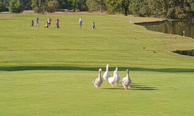 Pour la réouverture des golfs