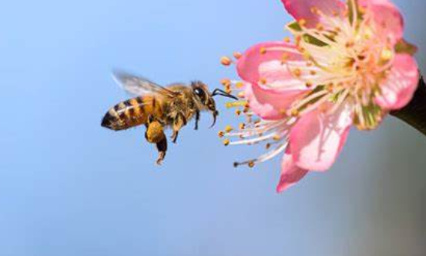 Les plantes mellifères dans les villes pour sauver les abeilles !