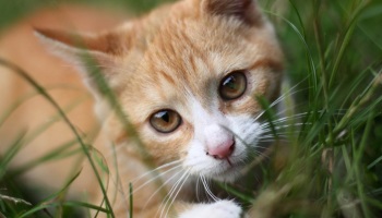 Pour l'abolition de la fête de Sainte Iphigénie (Vierge noire) au Pérou